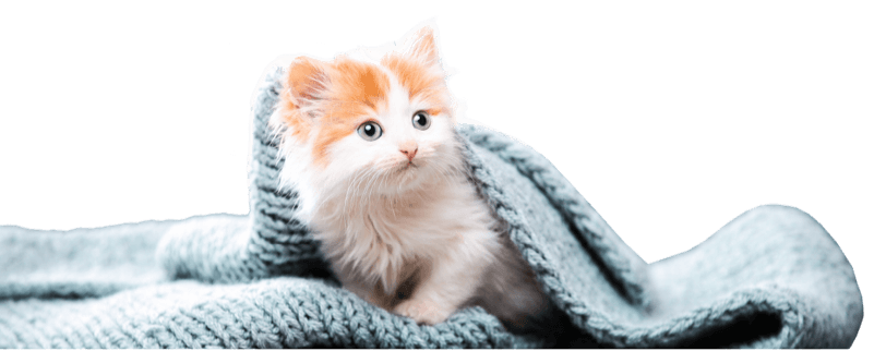 Best Pet Shops in Dubai