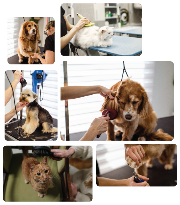 Pets grooming services