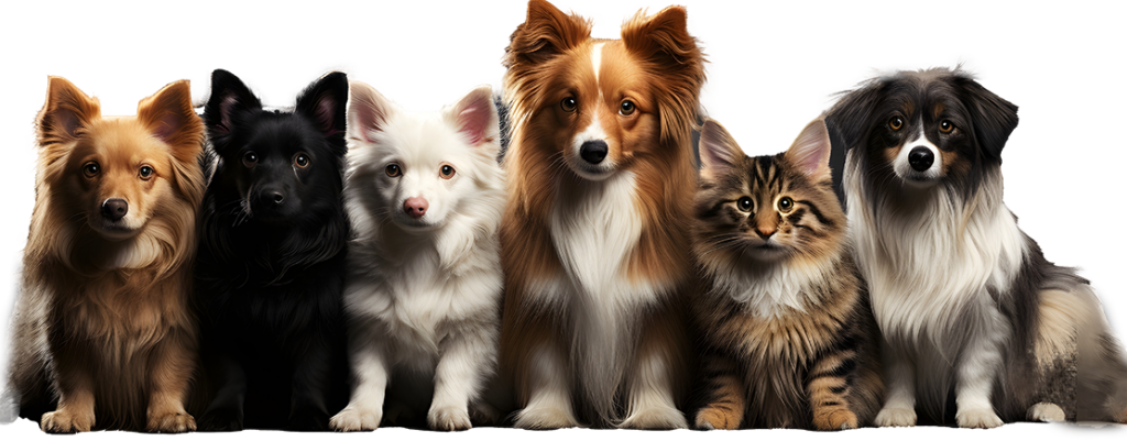 Best Pet Store in Dubai