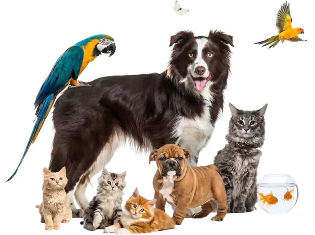 Best Pet Services in Dubai